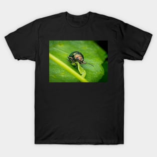 A gorgeous metallic leaf beetle (Nodina sp) munching on a leaf T-Shirt